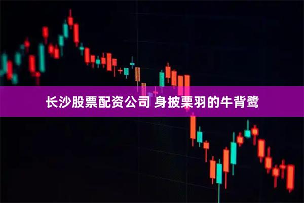 长沙股票配资公司 身披栗羽的牛背鹭