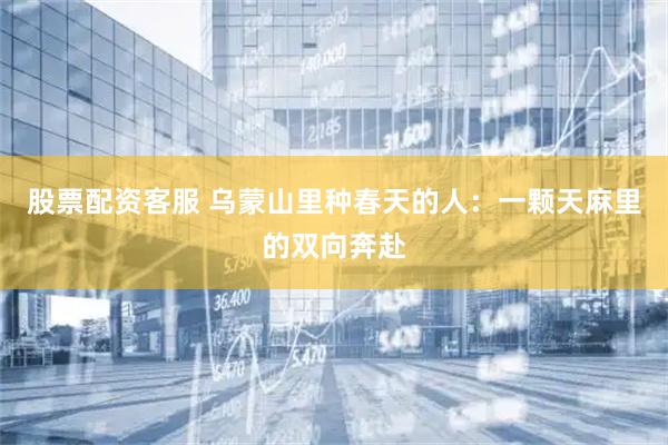 股票配资客服 乌蒙山里种春天的人：一颗天麻里的双向奔赴